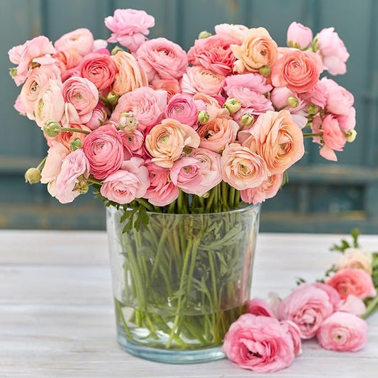 Eden Brothers Ranunculus Bulbs - Romantic Mix