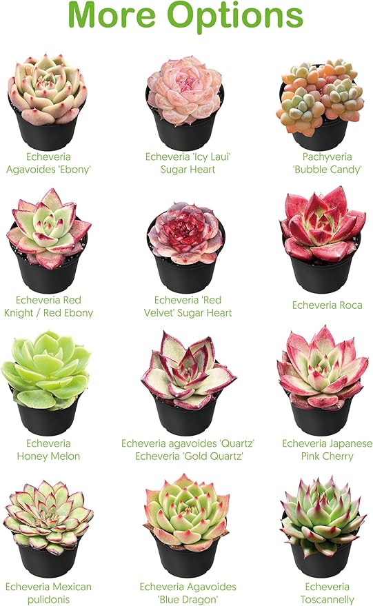 Live Succulent Plants Aeonium 'Halloweens' VAR., Easy Care Potted Succulents, Approx 4" D x 9" H, Indoor Houseplant, Unique Gifts, Home Office Décor