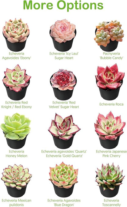 4-inch Succulent Aeonium Dodrantale, Live Succulents Plants Fully Rooted in Pots with Soil, Easy-Care House Plants for DIY, Home Office Decoration