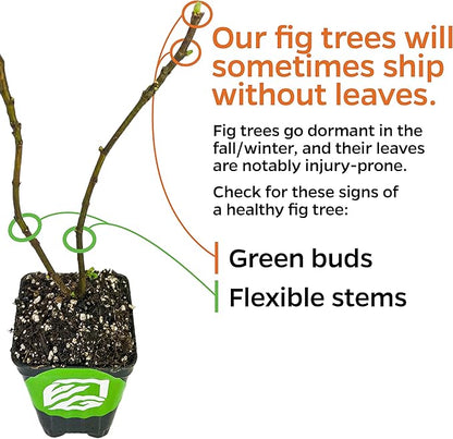 LSU Gold Fig Tree Starter Plant - Ficus carica by Wellspring Gardens - Fig Live Plants- Fig Tree - Fig Plant - Fig Trees Live Plants for Plants Enthusiast