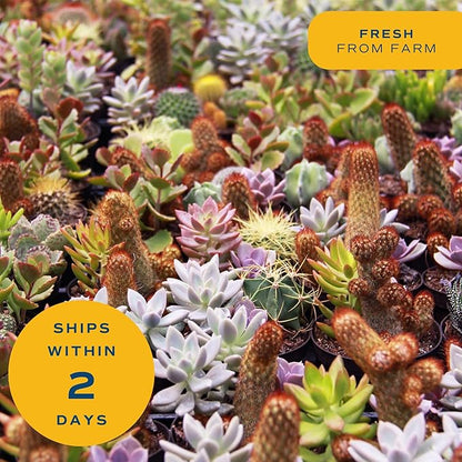 Costa Farms Live Plant Gift Box, Succulent Live Indoor Houseplant, Perfect Birthday and Holiday Gift, Includes Mini Succulent, Insulated Tumbler, Soy Candle, Collectible Sticker, Cute Room Decor