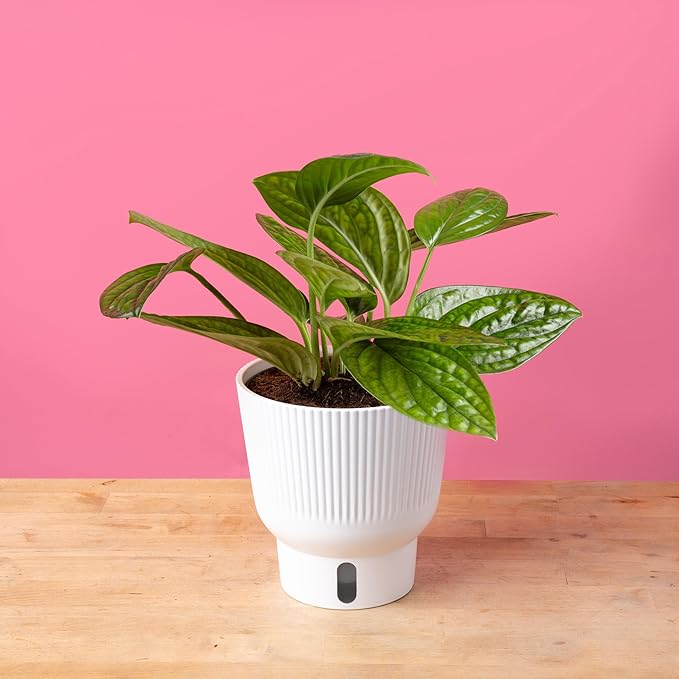 Costa Farms Green Galaxy Monstera, Rare Unique Live Indoor Plant in 6-Inch Self-Watering Houseplant Pot, Potting Soil, Trending Tropicals Collection, Room and Home Decor