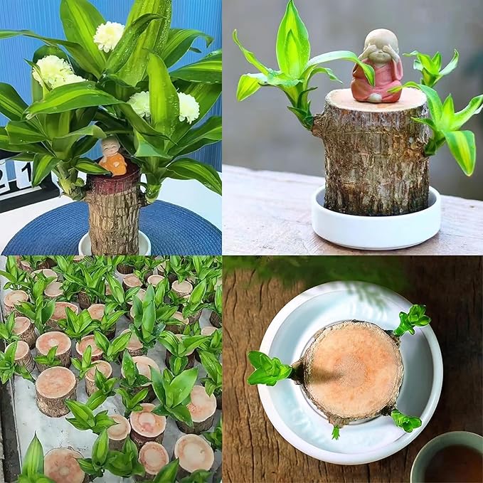 Brazilian Lucky Wood Kit with Monk, Grow Your Own Luck,Easy to Maintain Mini Brazil Woods for Indoor/Outdoor, Bedroom, Kitchen, Office Desk, Garden and Other Decorations (6C)