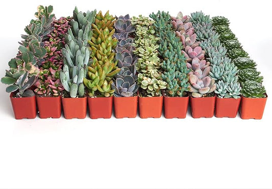 Shop Succulents Pastel Succulent Plant Pack Bulk Collection - Live Mini Succulent Plants, Low Maintenance, Bright & Serene Colors & Textures - Wedding and Party Favors, Gift & Garden, Pack of 256