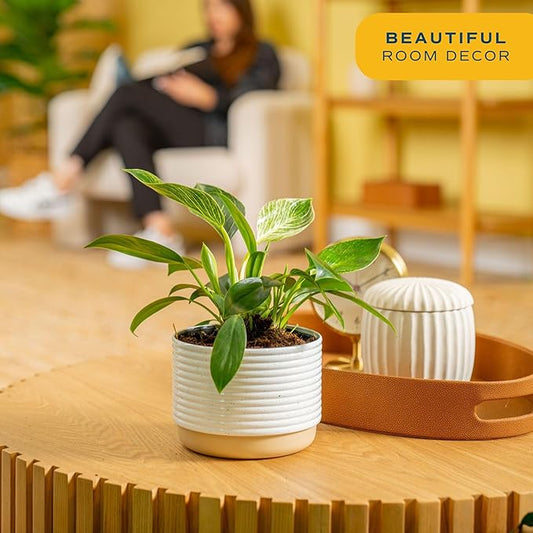Costa Farms Philodendron Birkin Live Plant in Decorative Pot, Air Purifying Indoor Houseplant, Perfect for Home, Room, or Office Decor, Great House Warming or Birthday Gift, 12-18 Inches Tall