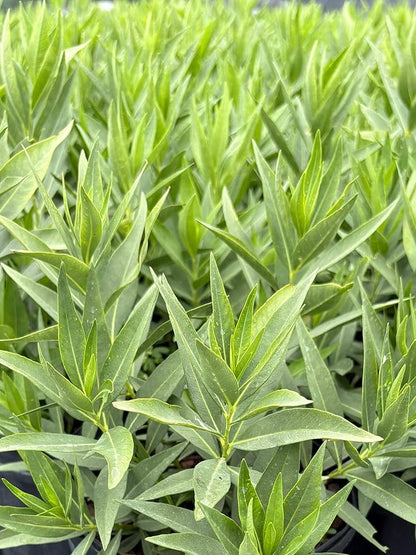 Perennial Farm Amsonia X 'Blue Ice' – Live Perennial in #1 Container, Clusters of Deep Blue Star-Shaped Blooms, Compact Habit, Drought Tolerant, Low Maintenance, Ideal for Borders & Landscapes