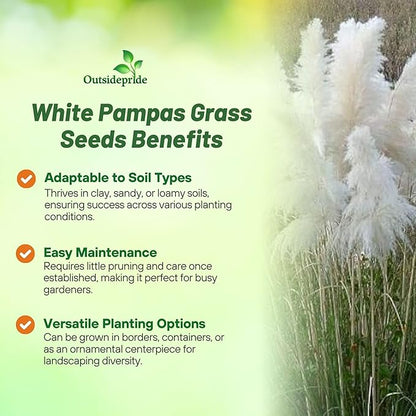 Outsidepride White Pampas Grass Seeds – 1,000 Pcs. Perennial, Drought-Tolerant Ornamental Grass for Large Garden Borders, Privacy Landscaping, Xeriscaping, and Low-Maintenance Outdoor Spaces