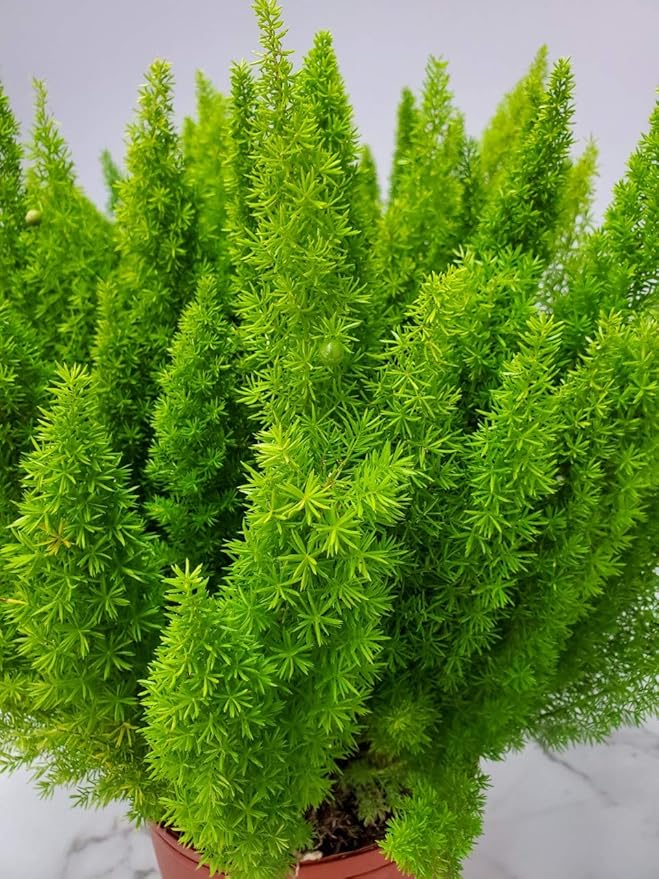 Foxtail Fern Plant - Live Asparagus Fern - 3 Gallon Pot - Overall Height 20" to 24" - Tropical Plants of Florida (Plant Only)