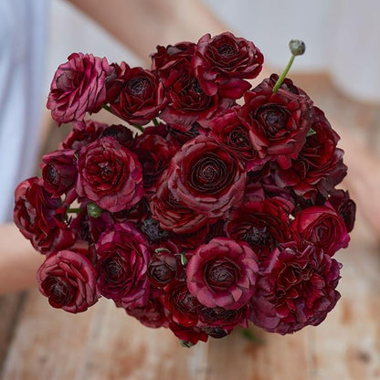 Eden Brothers Ranunculus Bulbs - Black