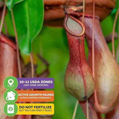 Lady Luck Carnivorous Pitcher Plant - Wellspring Gardens Starter Plant - Nepenthes Ampullaria x Ventricosa - Wellspring Gardens Live Tropical Carnivorous Houseplant