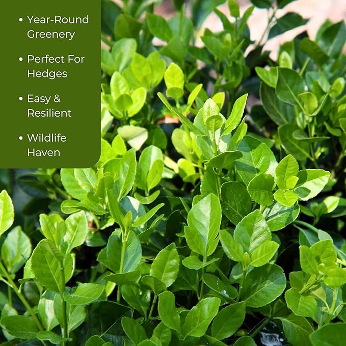 2 Live Manhattan Euonymus Plants (Euonymus Kiautschovicus ‘Manhattan’) – Evergreen Shrub for Hedges, Thriving in 2.5” Nursery Cubes