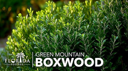 Green Mountain Boxwood | 10 Live Plants | Buxus sempervirens ‘Green Mountain’ | Evergreen Privacy Shrub | Compact Formal Garden Plants