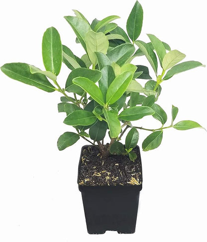 Sweet Viburnum | 1 Large 4 Inch Pot | Viburnum Odorotissimum | Live Plants | Fast Growing Privacy Hedge, Shrub, Privacy Screen