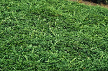 Prince of Wales Juniper - 30 Live Plants - Drought Tolerant Cold Hardy Evergreen Ground Cover