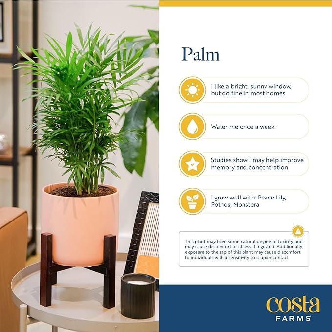 Costa Farms Neanthebella Palm Parlor Palm Live Indoor Plant 12-Inches Tall, Ships in Grower's Pot