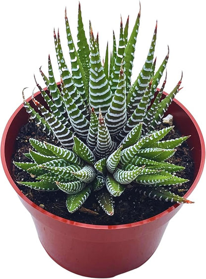 Live Succulent 4" Haworthia Super Fasciata, Succulents Plants Live Fully Rooted House Plant for Home Office Decoration, DIY Projects by The Succulent Cult