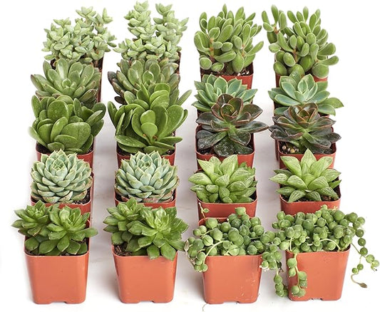 Shop Succulents Verde Succulent Plant Pack Bulk Collection - Live Mini Succulent Plants, Low Maintenance, Mix of Green Succulents & Textures - Wedding and Party Favors, Gift & Garden, Pack of 20