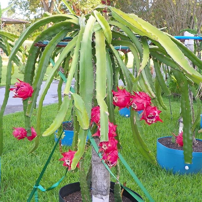 Dragon Fruit Tree - Live Plant in a 4 Inch Pot - Hylocereous Undatus - Edible Tropical Fruit Plant from Florida