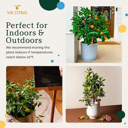 Calamondin Tree Live Plants Outdoor Plant 18-22" Tall - Dwarf Indoor Fruit Trees Live Plants Cannot Ship: CA, AZ/TX/LA – Patio Fruit Plant Pot, Housewarming Gifts, Real Citrus Tree Pot by Via Citrus