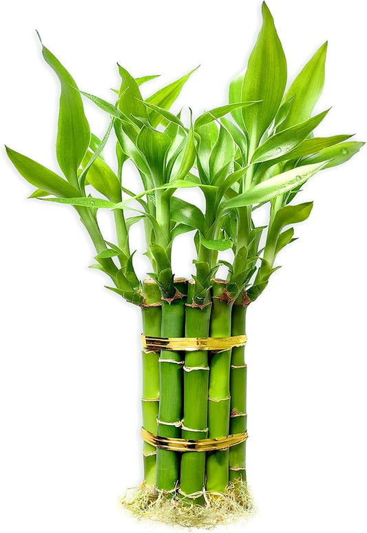 Lucky Bamboo Plants Live Indoor (10 Stalks, 6 Inch) - Fresh House Plants for Office Desk, Home Decor, for Positive Energy, Prosperity & Easy Care