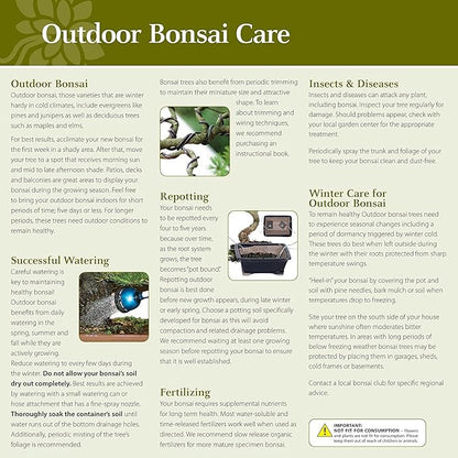 Brussel's Bonsai Live Chinese Elm Bonsai Outdoor Tree Gift Bundle - Small Bonsai Tree - Bonsai Kit with Ceramic Bonsai Pot and Bonsai Fertilizer