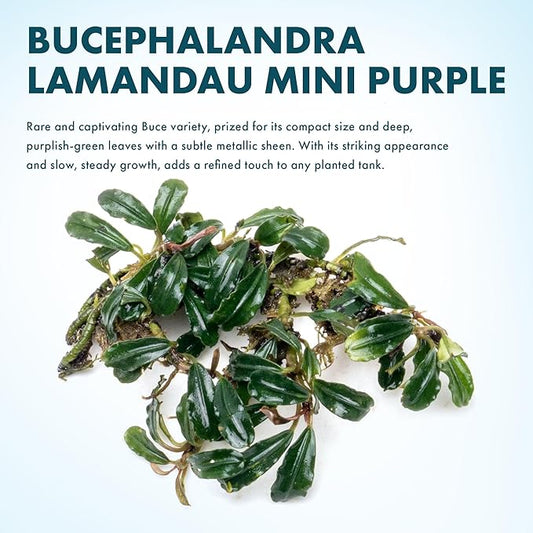 SubstrateSource Bucephalandra Lamandau Mini Purple Live Aquarium Plant - Natural Freshwater Fish Tank Decorations and Aquatic Decor (Plant (10-15 Leaves))