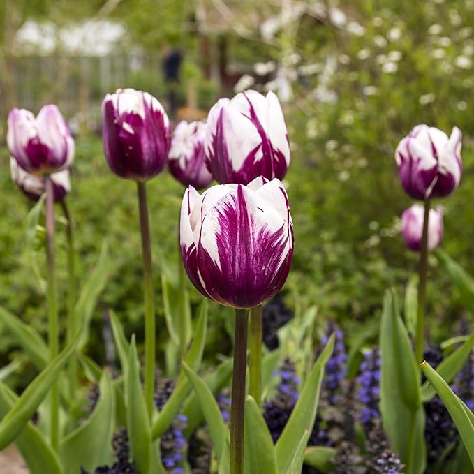 Blueberry Swirl Tulip Flowers - 40 Bulbs and Bonus Gift - Vibrant Purple & White Perennial Blooms | Dramatic Spring Tulips for Garden & Cut Flowers | Pollinator Friendly | USDA Zones 3–8