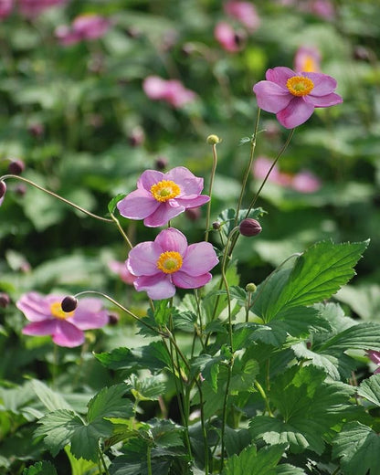 Perennial Farm Anemone Tomentosa 'Robustissima' – Live Windflower Perennial in #1 Container, Soft Pink Blooms, Vigorous & Hardy, Long Blooming, Deer Resistant, Ideal for Borders & Late Summer Color