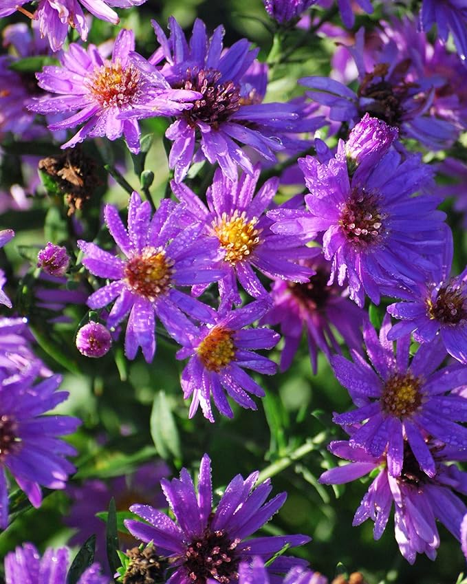 Perennial Farm Aster D. 'Wood's Purple' – Live Perennial in #1 Container, Pale Violet Daisy-Like Blooms, Compact & Hardy, Pollinator Friendly, Long Blooming, Great for Borders & Fall Gardens