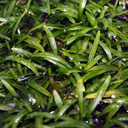 Ultum Nature Systems Sagittaria Subulata Tissue Culture Live Plant for Aquarium, Aquascape, Freshwater Fish Tanks - 100% Snail Free in Vitro