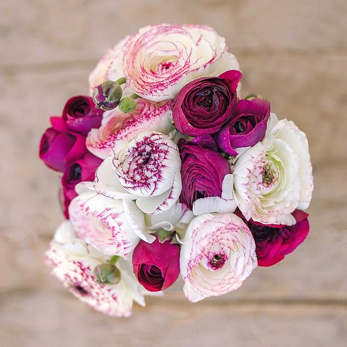 Eden Brothers Ranunculus Bulbs - Crushed Berry Mix