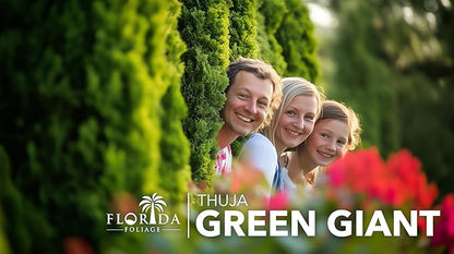 Thuja Green Giant | 50 Live Trees | Thuja standishii x plicata | Fast Growing Privacy Screen | Evergreen Landscape Plants for Borders