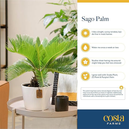 Costa Farms Sago Palm Live Plant | 2-3 Feet Tall | Easy to Grow Live Indoor Houseplant in 10-Inch Decorative Plant Pot | Unique Housewarming or Birthday Gift | Office, Room and Home Decor
