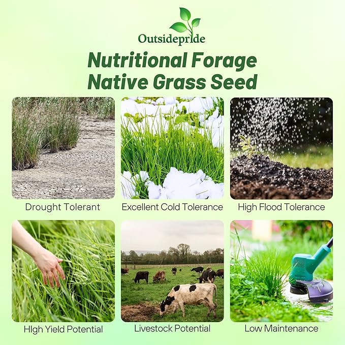 Outsidepride Switchgrass Seed - 25 lbs. Perennial Hardy, Drought & Flood Tolerant Native Grass Seed Ideal Fast-Growing Grasses for Erosion Control, Wildlife Forage & Food Plots, Thrives in Poor Soil