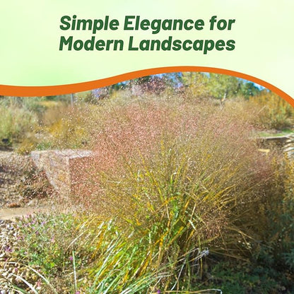 Outsidepride Sand Love Grass Seeds - 10,000 Pcs. Perennial, Easy to Grow, Drought-Tolerant, Tall Ornamental Grass, Thrives in Sandy Soil, Wind & Erosion Control for Landscaping, Year-Round Beauty