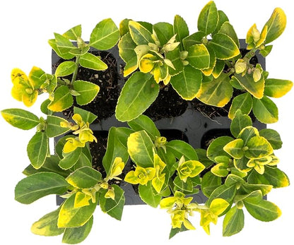 6 Golden Euonymus Shrubs | Live Plants in 2.5-inch Nursery Cubes | Japonica ‘Aureo-Marginatus’ Variety | Easy-Care Evergreen | Variegated Yellow-Green Foliage | Hedges & Shrubs for Home & Garden