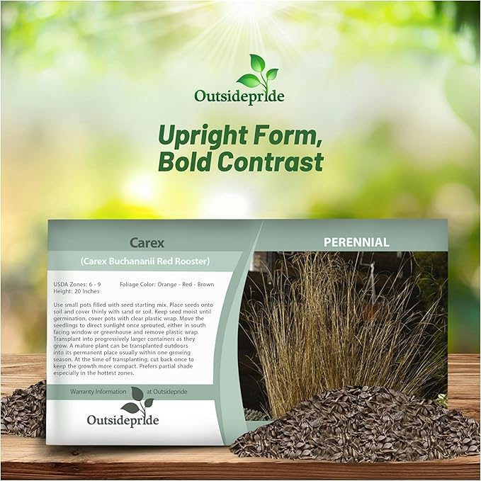 Outsidepride Carex Red Rooster Ornamental Grass Seed – 400 Pcs. Perennial, Low-Maintenance, Drought-Tolerant Grass Seeds with Low Growing Foliage for Borders, Ground Covers, & Outdoor Living Spaces