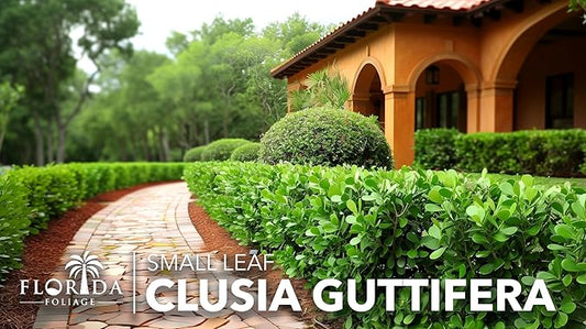 Clusia Guttifera Small Leaf | 3 Live Plants | Clusia guttifera | Privacy Hedge Plants | Evergreen Shrub for Tropical Landscaping