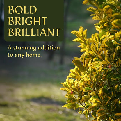 12 Golden Euonymus Shrubs | Live Plants in 2.5-inch Nursery Cubes | Japonica ‘Aureo-Marginatus’ Variety | Easy-Care Evergreen | Variegated Yellow-Green Foliage | Hedges & Shrubs for Home & Garden