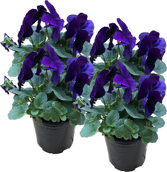 Live Healthy Flowering Pansies - Purple (4 Plants Per Pack), Beautiful Fall Color, 6" Tall by 4" Wide in 1 Pint Square Pot