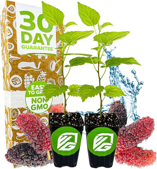 Dwarf Everbearing Black Mulberry Tree Live Plant – Morus nigra – Wellspring Gardens - Premium Fruit Tree for Indoor & Outdoor Planting – Ideal for Gardens, Patio, Landscaping (2-Pack)