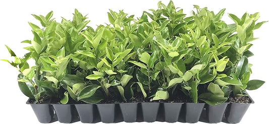 Ligustrum Waxleaf Privet - 30 Live Plants 2" Pot Size - Evergreen Privacy Hedge