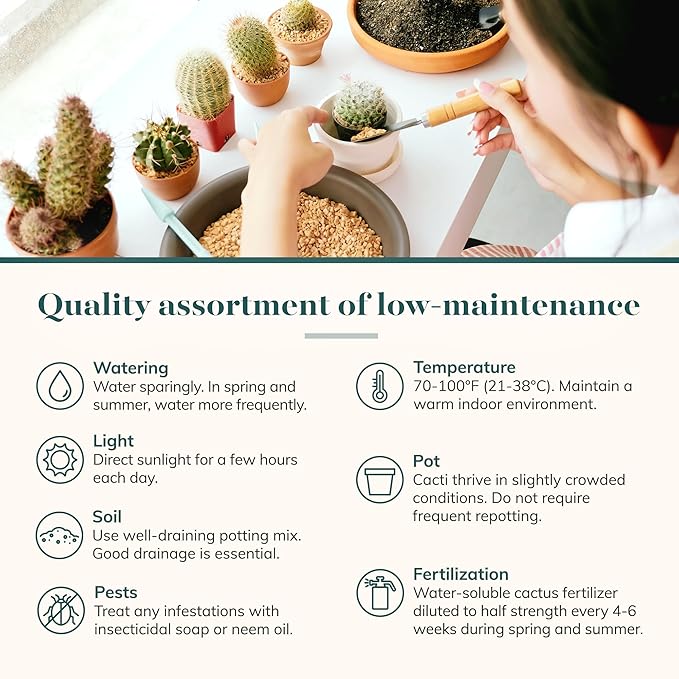 Shop Succulents Premium Live Mini Cactus and Succulent Plants in 2" Pots, Easy Care Indoor or Outdoor Gardening, Terrariums, Favors, & Contemporary Spaces with Hardy, Resilient Varieties, Pack of 64