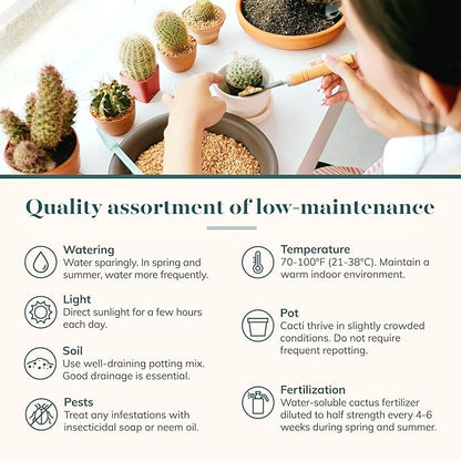 Shop Succulents Premium Live Mini Cactus and Succulent Plants in 2" Pots, Easy Care Indoor or Outdoor Gardening, Terrariums, Favors, & Contemporary Spaces with Hardy, Resilient Varieties, Pack of 12