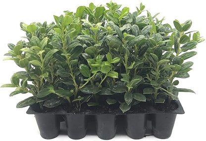 Burfordi Holly | 30 Live Plants | Ilex Cornuta | Fast Growing Evergreen Shrubs, Privacy Hedge Plants, Dark Green Foliage, Low Maintenance Landscaping, Ideal for Hedges and Borders