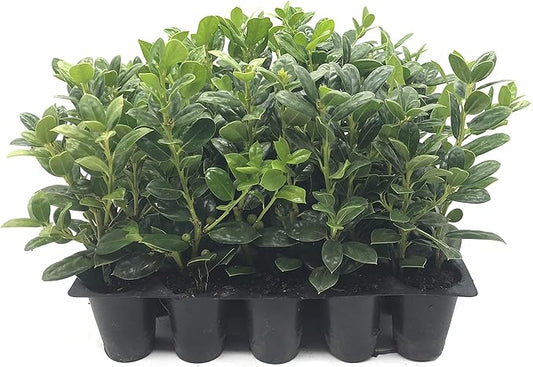 Burfordi Holly | 30 Live Plants | Ilex Cornuta | Fast Growing Evergreen Shrubs, Privacy Hedge Plants, Dark Green Foliage, Low Maintenance Landscaping, Ideal for Hedges and Borders