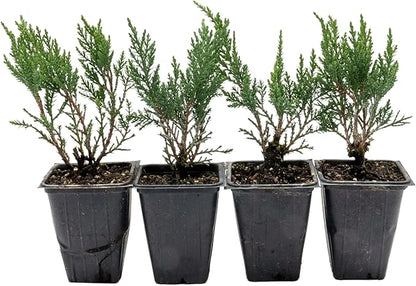 4 Tamarix Juniper in 3.5" Nursery Cubes | Juniperus Sabina ‘Tamariscifolia’ | Dense, Low-Maintenance Evergreen Shrub with Fine, Feathery Foliage | Ready-to-Plant Live Starters