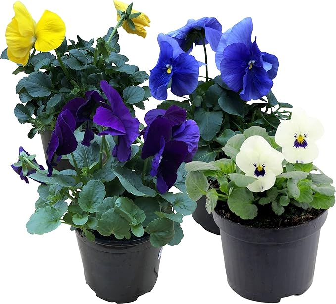 Live Healthy Flowering Pansies - Assorted Colors (4 Plants Per Pack), Beautiful Fall Color, 6" Tall by 4" Wide in 1 Pt Pot