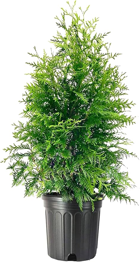 Thuja Green Giant | 2 Extra Large 3 Gallon Trees | Thuja standishii x plicata | Fast Growing Privacy Screen | Evergreen Landscape Plants for Borders