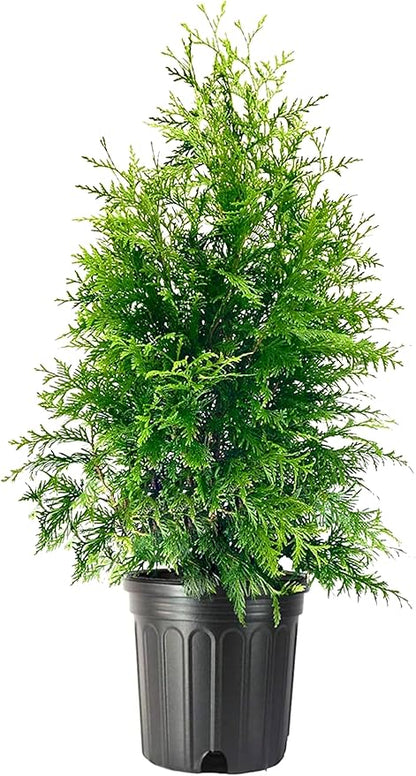Thuja Green Giant | 1 Extra Large 3 Gallon Tree | Thuja standishii x plicata | Fast Growing Privacy Screen | Evergreen Landscape Plants for Borders